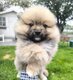 Chiots Spitz Nains