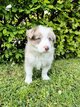 Magnifique chiot Border Collie