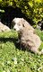 Magnifique chiot Border Collie
