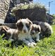 Magnifique chiot Border Collie