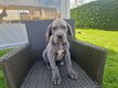 Chiots dogue  allemand blauw