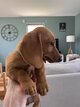 Chiot teckel nain