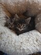 Main Coon Brown Blotched Tabby