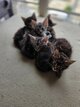 Main Coon Brown Blotched Tabby