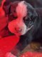 Petit bouvier bernois / bernersennen puppy s