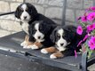 Petit bouvier bernois / bernersennen puppy s