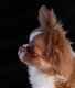 Mâle chihuahua