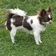 Mâle chihuahua