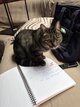 Chat à donner