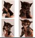 Chaton a réserver