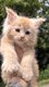 Chaton a réserver