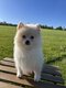 Spitz