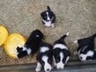 Chiots border collie