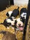 Chiots Border Collie à Vendre (Durbuy)