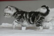 Chatons British shorthair blotched tabby