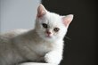 Chatons British shorthair crème tabby
