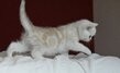 Chatons British shorthair blotched tabby
