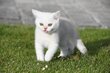 Chatons British shorthair blotched tabby