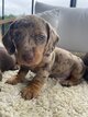 Chiots teckels nains poils ras