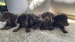 Chiots teckels nains poils ras