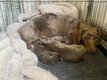 Chiots teckels nains poils ras