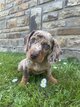 Chiots teckels nains poils ras