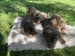 Chiots teckels nains poils ras