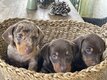 Chiots teckels nains poils ras