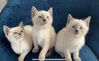 4 siamois blue point