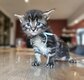 Maine coon