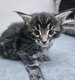 Maine coon