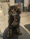 Maine coon