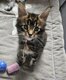 Maine coon