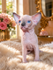 Chatons Sphynx