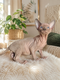 Chatons Sphynx