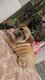 Bouledogue francais