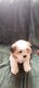 Chiots shih-tzu