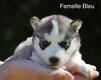 Chiots husky sibérien pure race