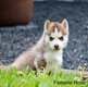 Chiots husky sibérien pure race