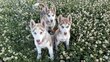 Chiots husky sibérien pure race