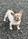 Chiot bouledogue français