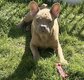 Chiot bouledogue français
