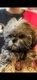 Lhassa apso mâles