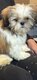 Lhassa apso mâles