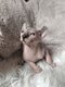Elfe sphinx