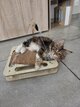 Maine Coon reste 1 femelle à réserver