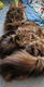 Maine Coon à réserver