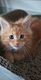 Maine Coon reste 1 femelle red à réserver