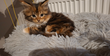 Maine Coon reste 2 femelles à réserver
