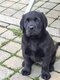 Labrador